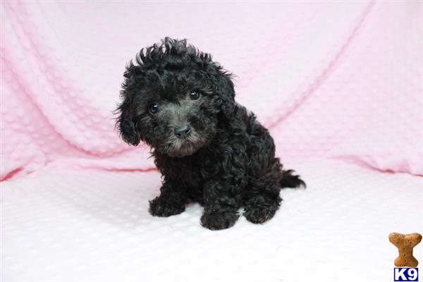 lvpuppyheaven Picture 3